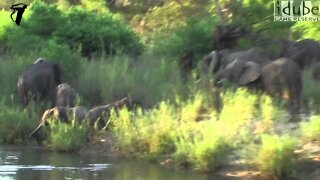 Elephants Visit The River