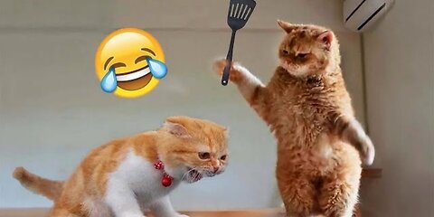 funny cat_baby cat videos compilation