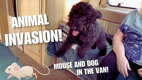 Mouse Eviction and Escaped Dog - Just another normal day in Vanlife! 🤗🐭🐶🤔 #vanlife