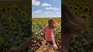 Dancing in a field of Sunflowers! #shorts #sunflower #dance