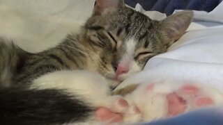 Cat Sleeping All the Time ASMR