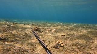 Hawaii spearfishing