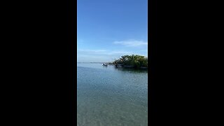 Livestream Clip - Dolphins At Little Hickory Beach Before Ian Part 3