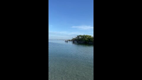 Livestream Clip - Dolphins At Little Hickory Beach Before Ian Part 3