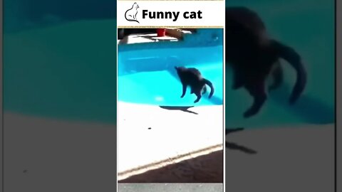 😊😊Funny cat videos 2022🐱| best animal videos