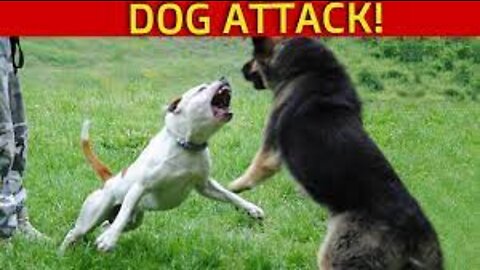 German Shepherd Attacks Pitbull