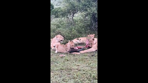Lions eating antelope
