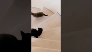 FUNNY CUTE KITTEN - Tiktok Compiled #Shorts