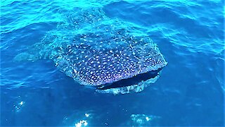 Whale Sharks Surround Boat In The Open Ocean
