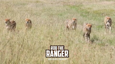 Tano Bora Cheetah Coalition Before They Split | Maasai Mara Safari | Zebra Plains