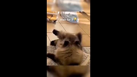 very funny cat video 😁😁😁 see it and enjoy