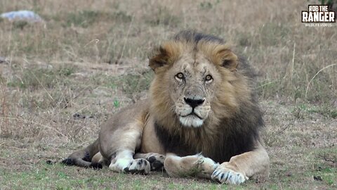 Big Lion "Olbarnoti" | Vultures On A Hyena | Maasai Mara | Zebra Plains