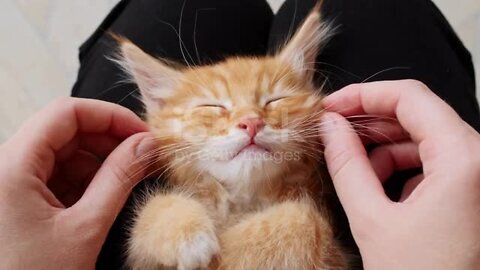 Kitten lying on her hands. A cat falls asleep in its owner's hand. sleeping cat