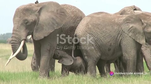 Animal Super Moms: Extraordinary Motherhood