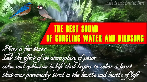 BIRD THERAPY - WATER THERAPY || The best sound of gurgling water and birdsong
