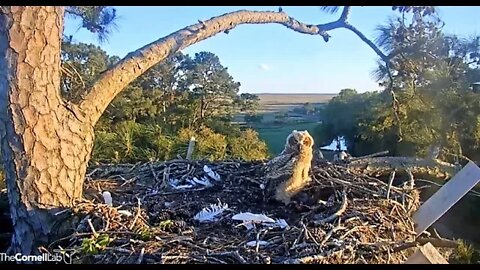 Owlet Starts Dinner Without Mom 🦉 4/9/22 19:17