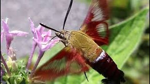 Hummingbird Moth feeding on flowers