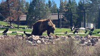 Mooky feeds 4 Grizzly bears