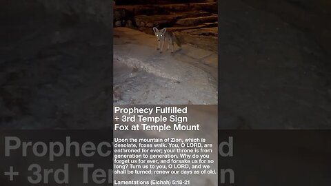 Prophecy Fulfilled & 3rd Temple Sign⁉️Fox at Temple Mount on Tisha B’Av #short #israel #bible