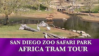 San Diego Zoo Safari Park African Tram Tour with Music