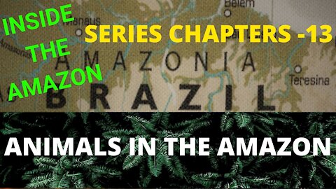 ANIMALS IN THE AMAZON