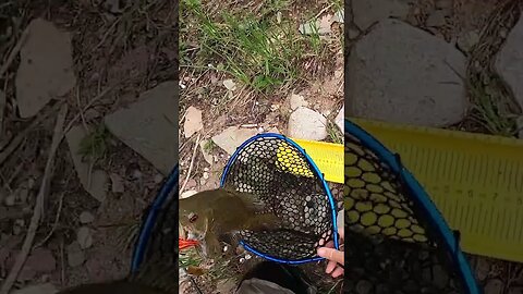 Huge creek smallmouth on the Booyah spinner!