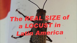 SEE THE ACTUAL SIZE OF A LATIN AMERICAN LOCUST