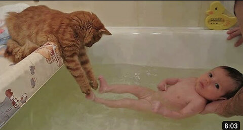 😺 I'll teach you to swim! 🐈 Videos of funny cats and kittens! 😻