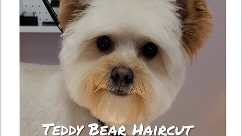 Cute Teddy Bear | Pomeranian/Poodle