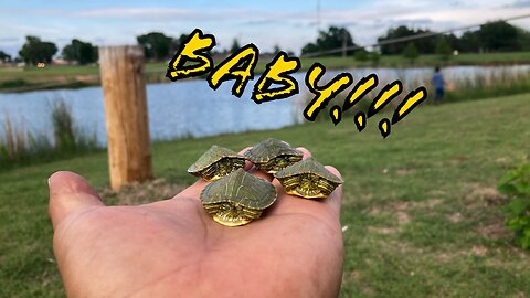 We found baby turtles!!!