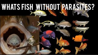 Whats Fish without a Paraiste?