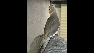 Wren the cockatiel wakes up