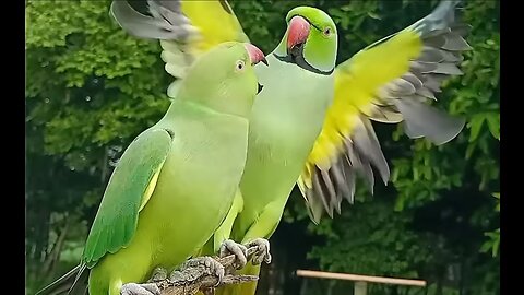 Ringneck parrot videos