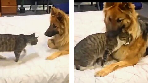 A Cat and Dog Reunite After Years Apart and It's Just So Cute