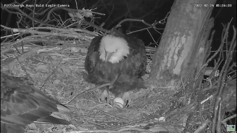 Hays Eagles Mom waves off intruder Dad defends 2022 02 24 5:25am