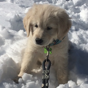 Puppy's first snow experience ends in epic wipeout