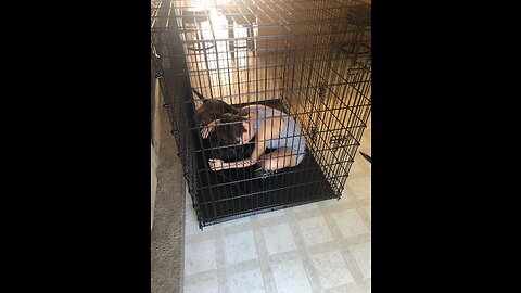 Review MidWest Homes for Pets XXL Giant Dog Crate 54-Inch Long Ginormous Dog Crate Ideal for...