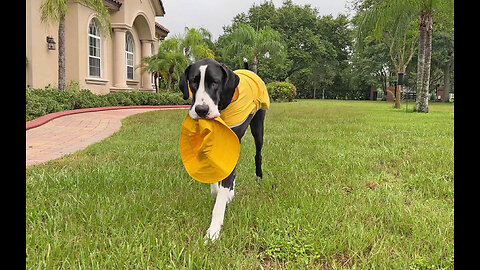 Funny Great Dane Loves To Play With Her Rain Hat In The Florida Rain