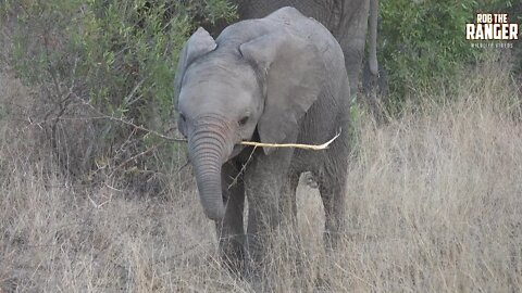 Elephant Herd With Cute Calf And Blue Eyed Youngster