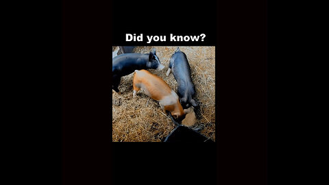 Did you know these facts about pigs?