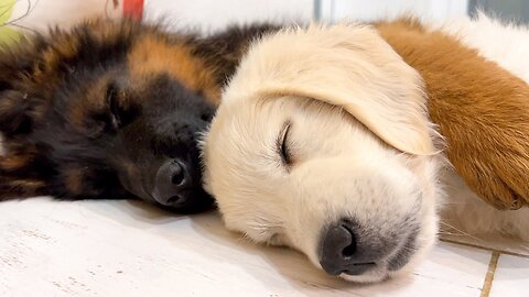 How the Cutest German Shepherd and Golden Retriever Puppies Sleep