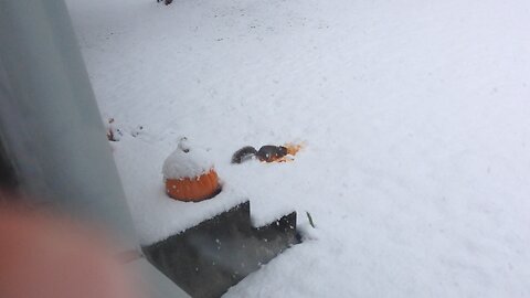 Squirrel Eating