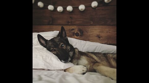 RELAXING MUSIC FOR DOGS! 3 Hours!! REDUCE ANXIETY AND HELPS SLEEPING!