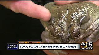 Sonoran Desert Toad posing a danger for Valley dogs