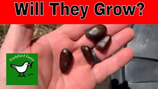 Pawpaw trees from Seed Part 1