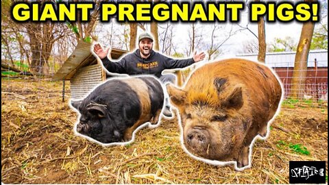 I bought RARE PREGNANT PIGS for my backyard farm.