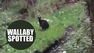 Video footage shows a wallaby in the loose in the UK