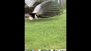 Peacock’s tail on a windy day is just like an open umbrella during a wind storm.