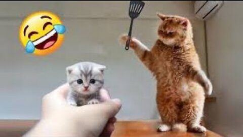 Funny Animals 2024 😂 Cute Cat And Dog Funny Videos 😸 Part 190