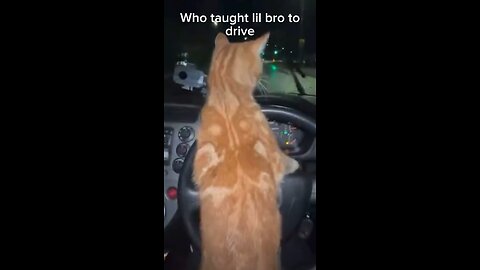 Cat driving a car